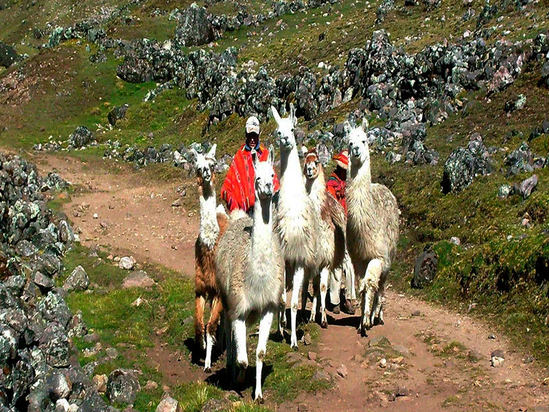 lares-2
